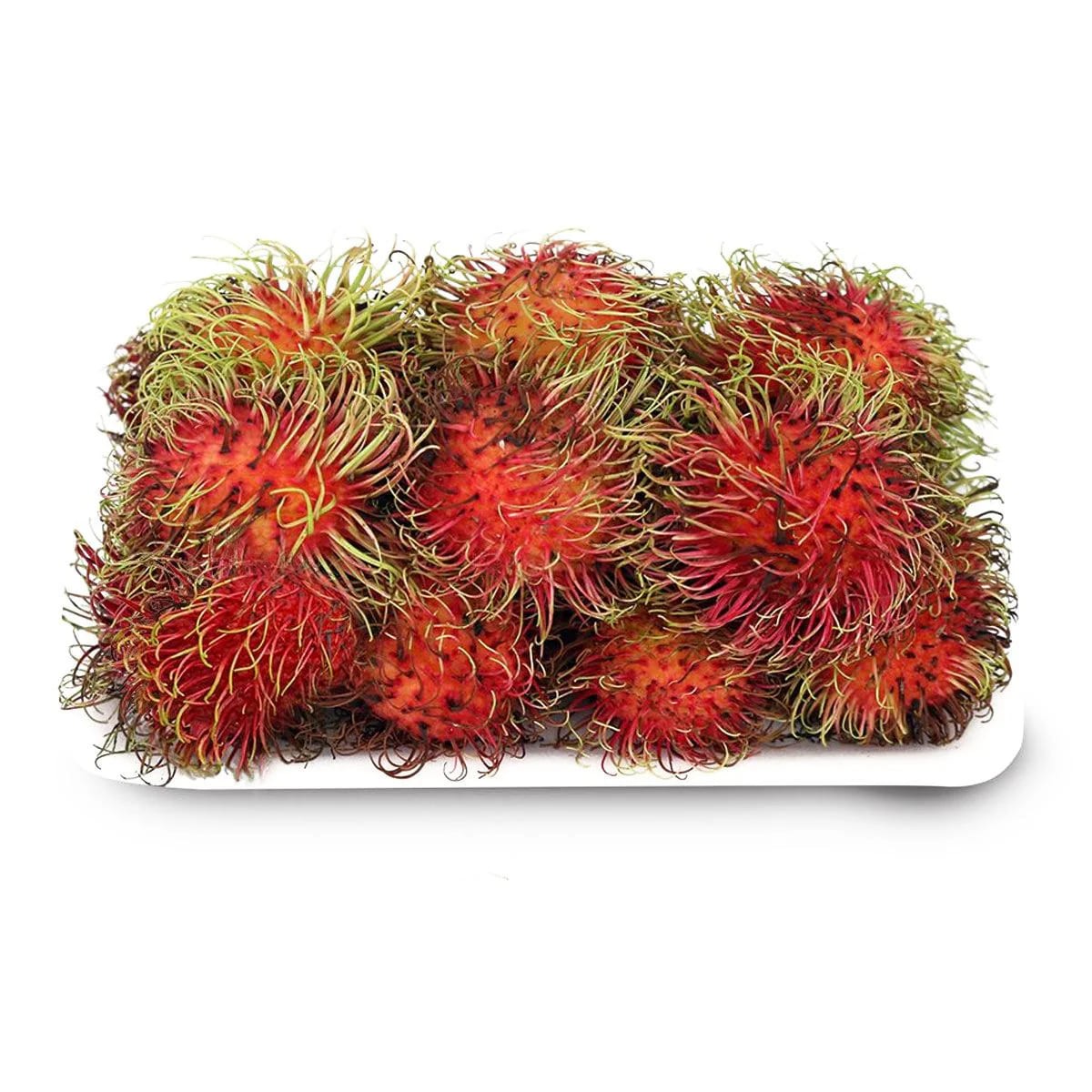 RAMBUTAN BOX | Safari Online - Shop Online from Safari Mall