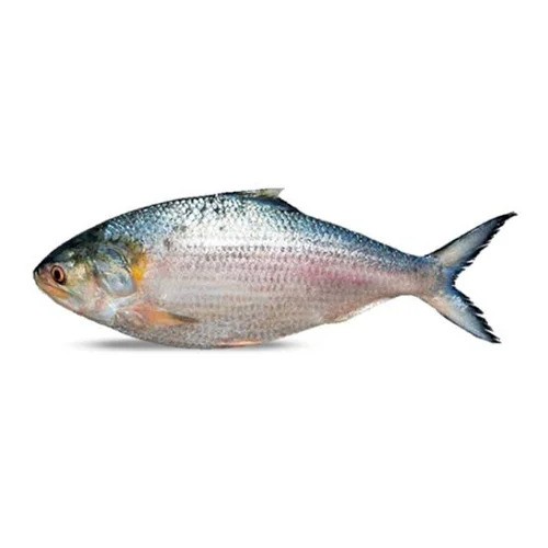 THODY FISH | Safari Online - Shop Online from Safari Hyermarket