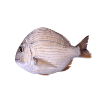 Safari Online - fresh fish | Safari Online - Shop Online from Safari ...